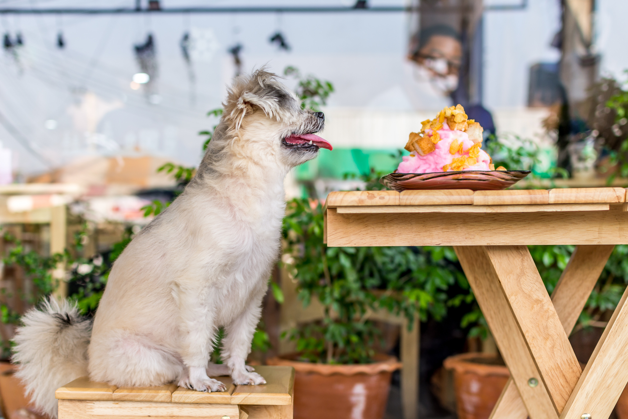 Dog so cute sitting on chair in restaurant waiting to eat a sweet milk pink with ice snowflake with toast Dog so cute sitting on chair in restaurant waiting to eat a sweet milk pink with ice snowflake with toast